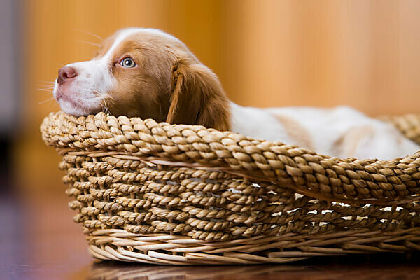 8 week store old brittany puppy