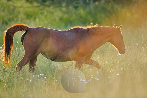 Front view of a horse walking on grass - SuperStock
