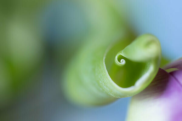 Close-up of Tulip Leaf 
