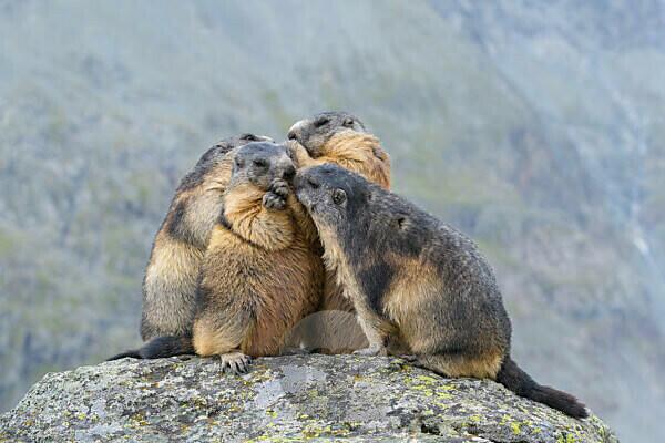 Bildagentur | mauritius images | Alpine Marmot, Marmota marmota, group of  animals, Hohe Tauern National park, Austria