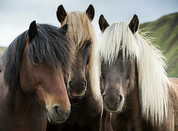 Iceland, three Icelandic horses in front of mountain, white, brown and black mane, curious,