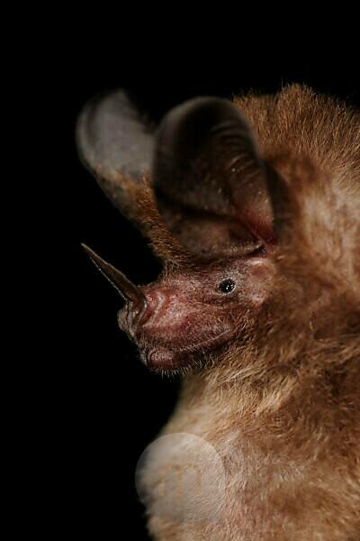 Stock photo of Silky Short-tailed Bat (Carollia brevicauda