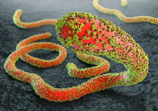 Ebola viruses with glycoproteins on gray tissue background