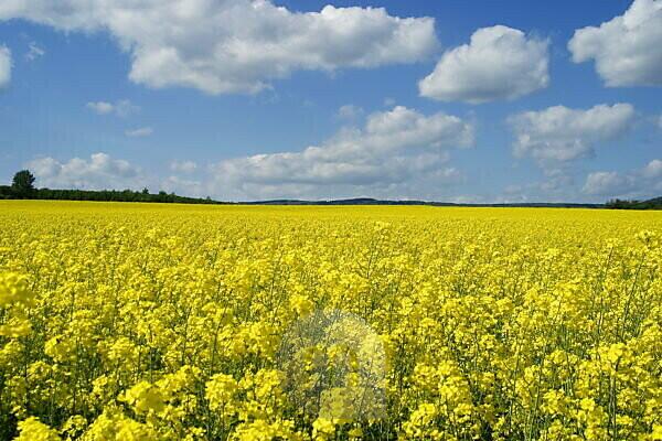 Bildagentur | mauritius images | Field-landscape, rap-field, horizon,  cloud-heavens, agriculture, nature, field, raps, Brassica napus, blooms,  rap-bloom, close-up, useful plants, rap-cultivation, yellow, wideness,  heavens, clouds, nobody, rural ...