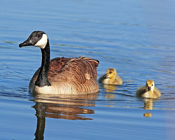 Canada goose 7900l yellow hotsell