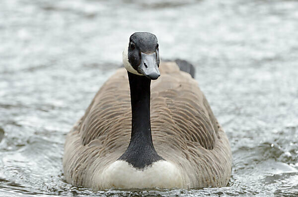 Canada hotsell goose europe