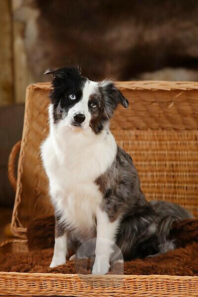 Prestige Australian Shepherds