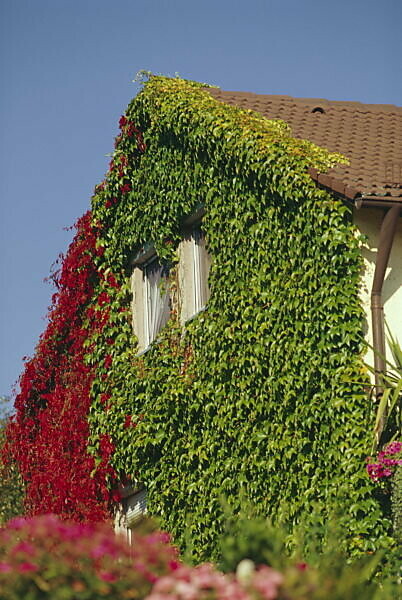 Bildagentur Mauritius Images Wohnhaus Fassade Detail Wilder Wein Haus Zweifamilienhaus Hausfassade Kletterpflanzen Pflanzen Rankpflanzen Fassadenbegrunung Zugewachsen Jungfernrebe Fenster Giebel