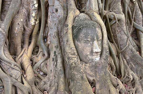 Bildagentur Mauritius Images Head Of A Buddha Statue Between Roots Of A Strangler Fig Wat Mahathat Temple In The Ancient Royal City Of Ayutthaya Thailand