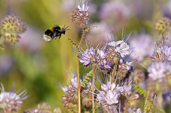 Bumblebees can be protected as “fish” California court rules - Los