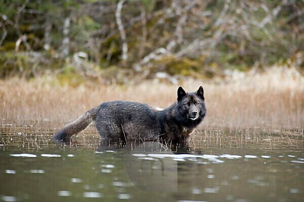 melanistic maned wolf