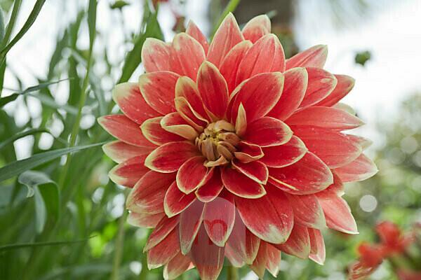 Bildagentur | mauritius images | DAHLIA 'GARDEN FESTIVAL'