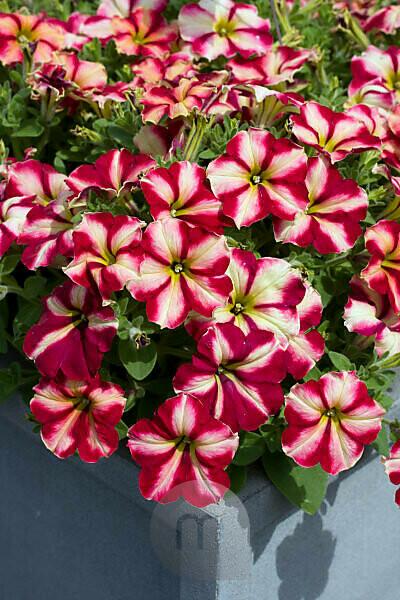 Bildagentur mauritius images PETUNIA MYSTICAL CHA CHING