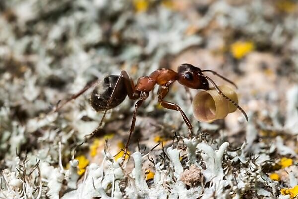 France, Insect, Close up