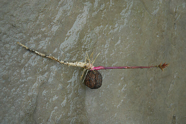 Black Walnut Sprouting