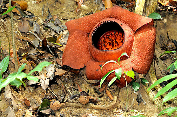 Rafflesia kerrii flower