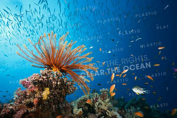 Bildagentur Mauritius Images Reef Scene With Crinoid And Fishes Great Barrier Reef Australia