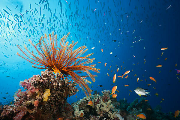 Bildagentur Mauritius Images Reef Scene With Crinoid And Fishes Great Barrier Reef Australia