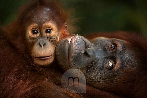 Borneo Orangutan female with baby. Camp Leaky For sale as Framed Prints,  Photos, Wall Art and Photo Gifts