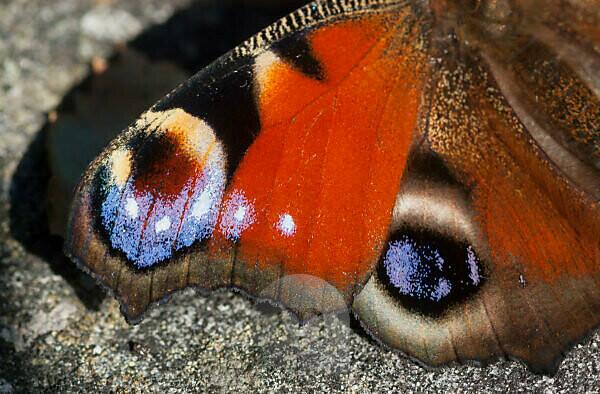 Bildagentur mauritius images Peacock Butterfly Inachis io