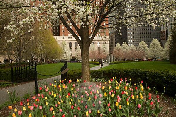 Beautiful white tulips flowerbed close-up. Floral background. Summer garden  landscape design. Natural sprint background. Flower bed on a green lawn  Stock Photo - Alamy