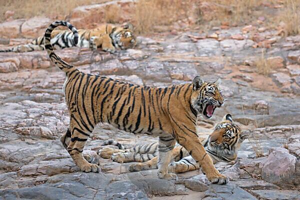Asia Album: 2 Royal Bengal Tiger cubs playing with mother at zoo