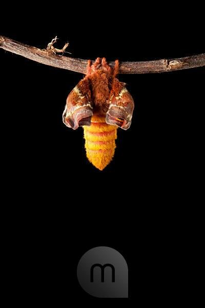 Studio shot of a package of moth balls Stock Photo - Alamy