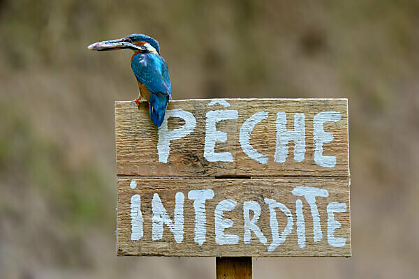 Bildagentur | mauritius images | Kingfisher (Alcedo atthis) female with prey perched on a wooden panel saying 'peche interdite' (no fishing). Moselle, Lorraine, France. Bildagentur | mauritius images | Kingfisher (Alcedo atthis) female with prey perched on a wooden panel saying 'peche interdite' (no fishing). Moselle, Lorraine, France.