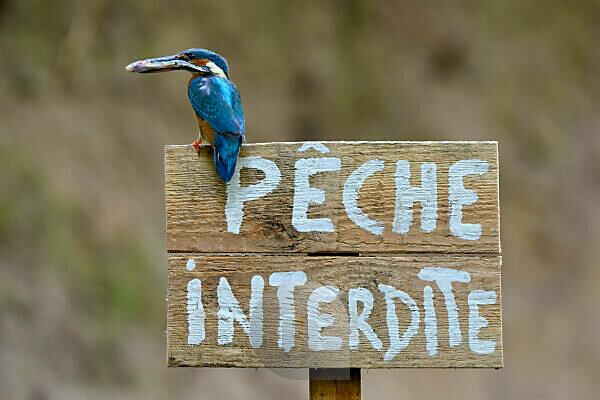 Bildagentur | mauritius images | Kingfisher (Alcedo atthis) female with  prey perched on a wooden panel saying 'peche interdite' (no fishing).  Moselle, Lorraine, France.