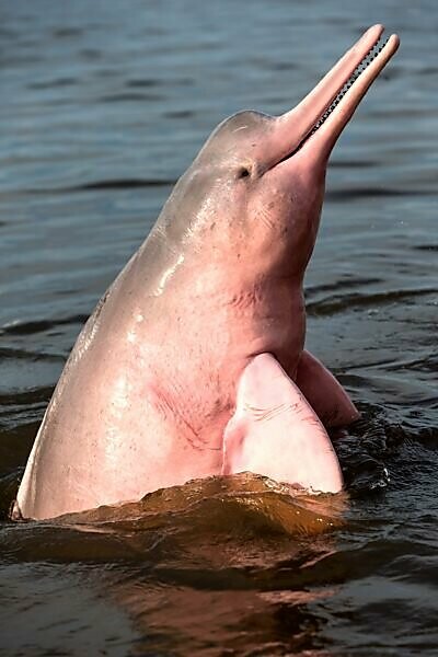 Bildagentur Mauritius Images Brazil Amazonas State Amazon River Basin Along Rio Negro Amazon River Dolphin Pink River Dolphin Or Boto Inia Geoffrensis Wild Animal In Tannin Rich Water Extremely Rare Picture