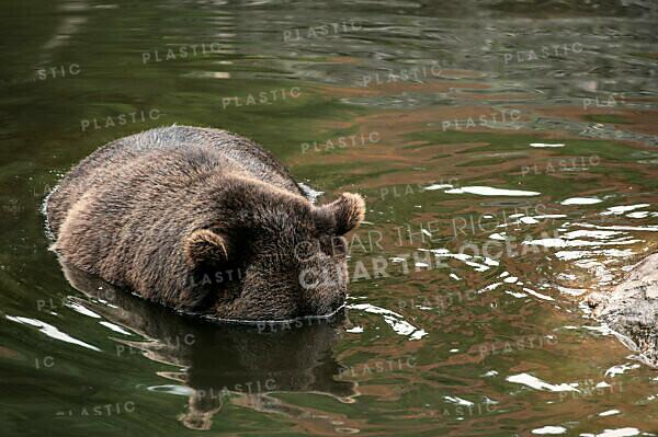 Brown Bear Bathing Hand Towel by David & Micha Sheldon - Pixels