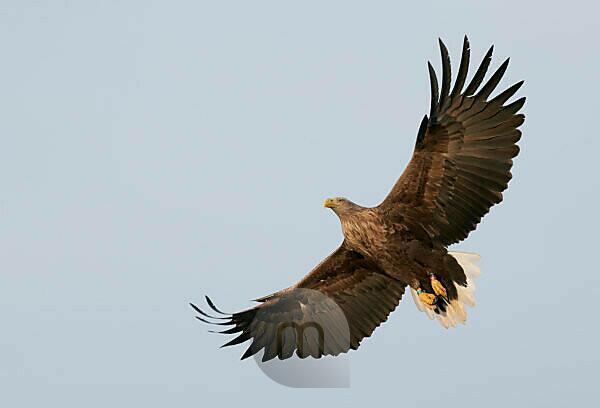 mauritius%20images%20 %2006197416%20 %20White tailed%20Eagle%20(Haliaeetus%20albicilla)%20in%20flight%2C%20Norway%2C%20November