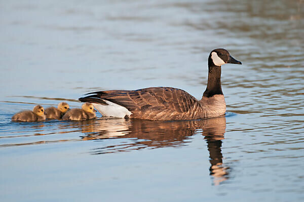 Canada goose mata clearance animales