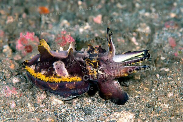 Flamboyant Cuttlefish – Amazing Feeding Metasepia pfefferi