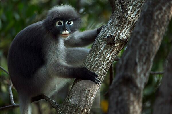 Stock photo of Dusky leaf monkeys (Trachypithecus obscurus) in