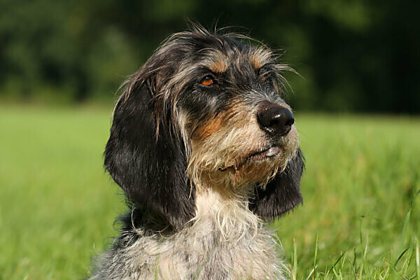 what color are griffon bleu de gascogne dogs