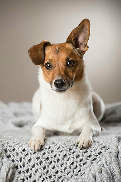 Fox terrier 2024 and chihuahua