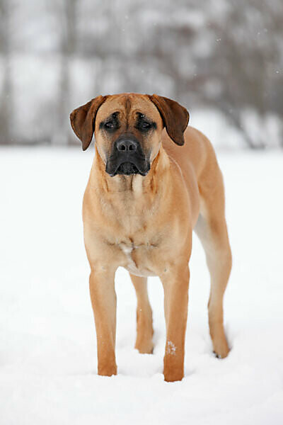 Bildagentur Mauritius Images Stehender Cane Corso