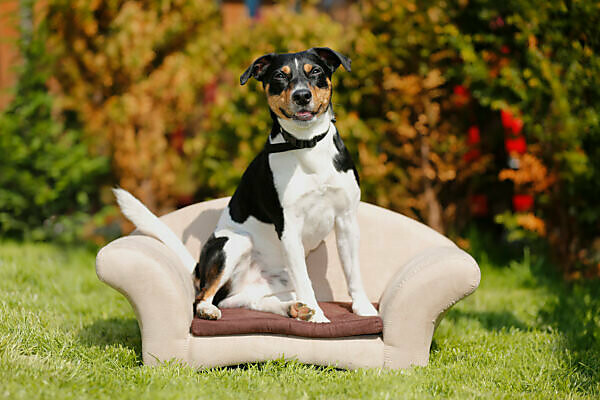 Jack Russell Terrier Beagle Mix Welpen