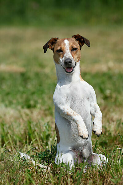 Jack Russell Terrier Beagle Mix Welpen