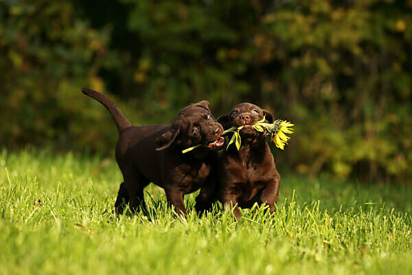 Weimaraner Black Lab Mix Welpen