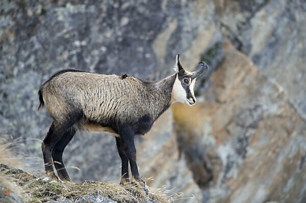 Chamois (Rupicapra rupicapra) - National Park Wildlife