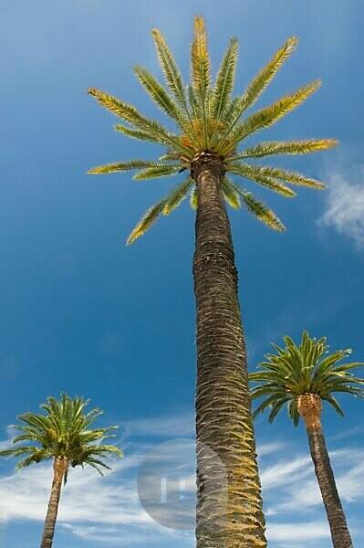 Everything You Need To Know About Palm Trees In New Zealand