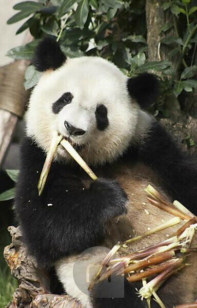 China, Sichuan Province, Chengu, Giant Panda Bear (Ailuropoda