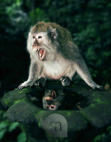 Thailand, dusky leaf monkey eating fruits from a tree - SuperStock