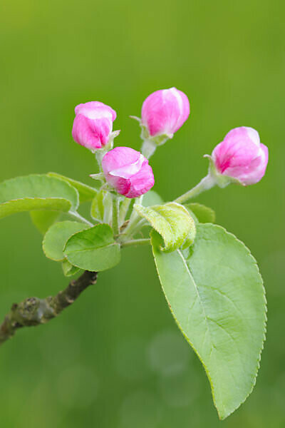 Bildagentur Mauritius Images Apple Blossom Buds Medium Close Up Apple Tree Tree Blossoms Closed Pink Spring Botany Cultivation Fruit Tree Outside Season Agriculture Fruit Cultivation Orchard Softly Leaves