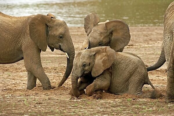 Afrikanische Elefantenbabys spielen