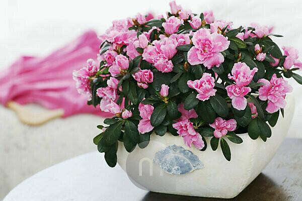 Bildagentur | mauritius images | Azalee, blhen, Zimmerpflanze, Tisch,  Rhododendron, rosa, pink, Topfpflanze, Pflanze, Blume, Blten, Knospen,  dekorativ, Dekoration, Ambiente, Gef, Kleiderbgel, Kleidungsstck,