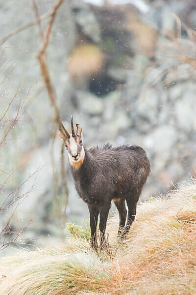 Chamois: information about this typical animal of the Dolomites.