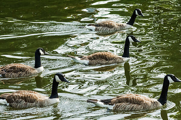 Canada goose hotsell london england